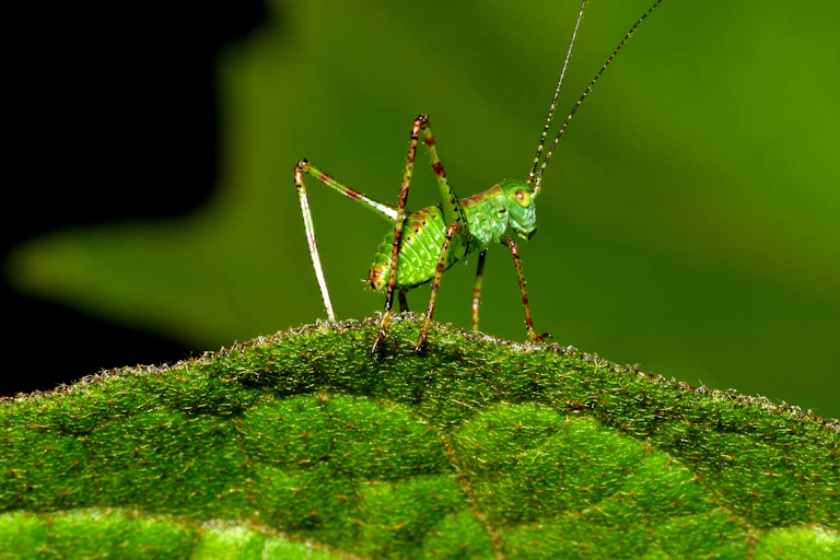 Hari Insect The parasite a cricket’s nightmares are made of