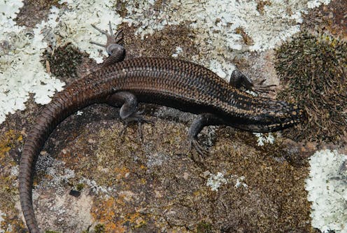 A few months ago, science gave this rare lizard a name – and it may already be headed for extinction
