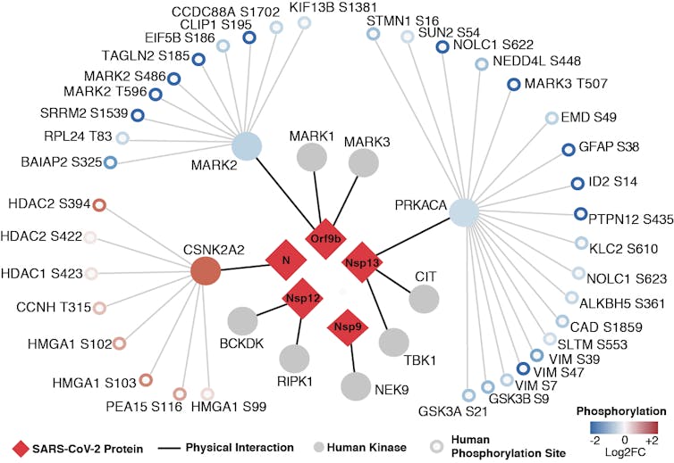 Coronavirus and cancer hijack the same parts in human cells to spread – and our team identified existing cancer drugs that could fight COVID-19