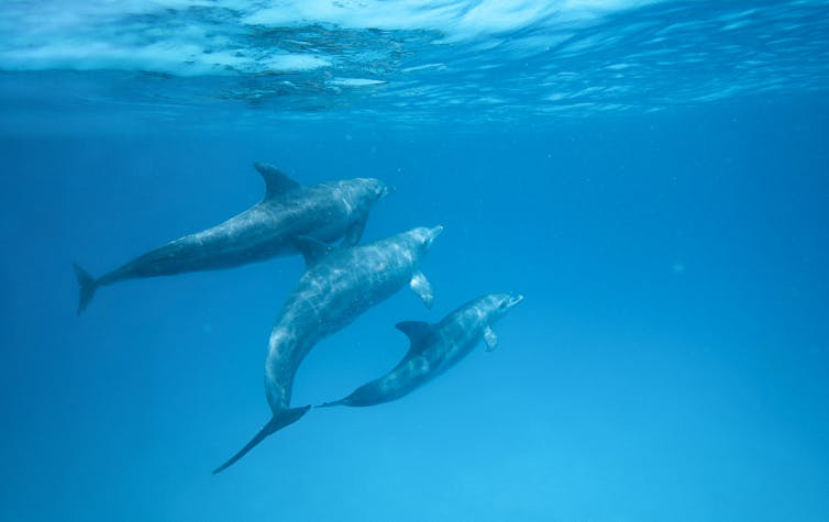 With the help of trained dolphins, our team of researchers is building a specialized drone to help us study dolphins in the wild