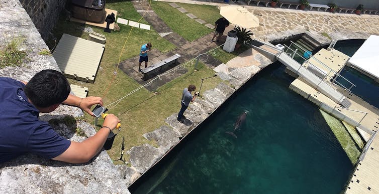 With the help of trained dolphins, our team of researchers is building a specialized drone to help us study dolphins in the wild