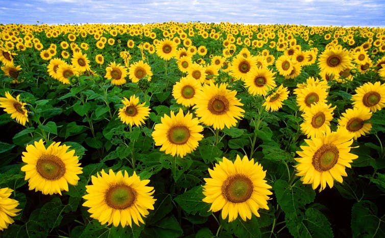 Field of sunflowers.