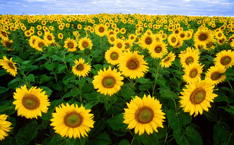 Field of sunflowers.