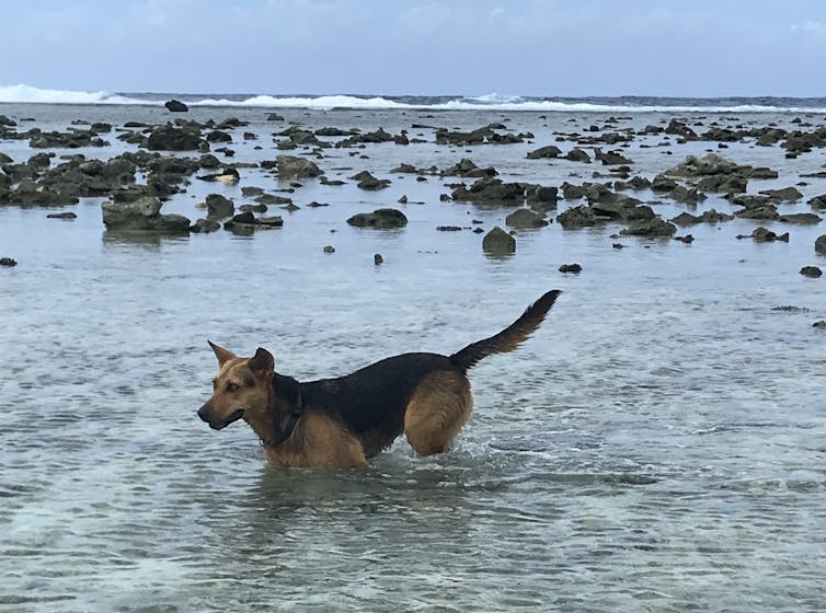 A dog wading through the sea on a rocky beach.