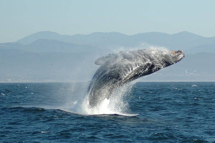 A humpback whale jumping out of the sea.