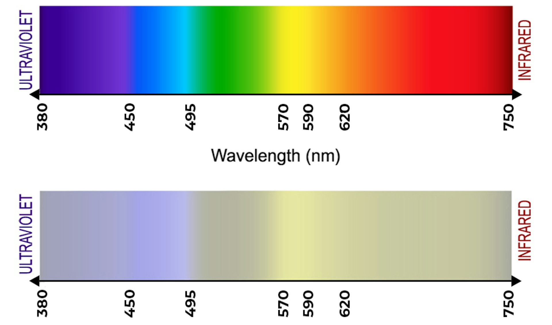 Dogs store visual spectrum