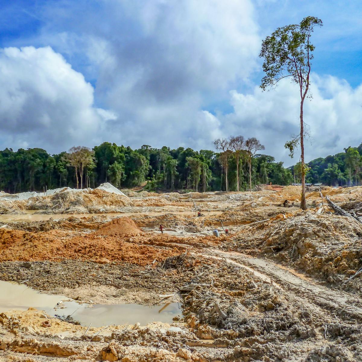 Gold Mining Leaves Deforested Amazon Land Barren For Years Find Scientists Gold Mining Leaves Deforested Amazon Land Barren For Years Find Scientists
