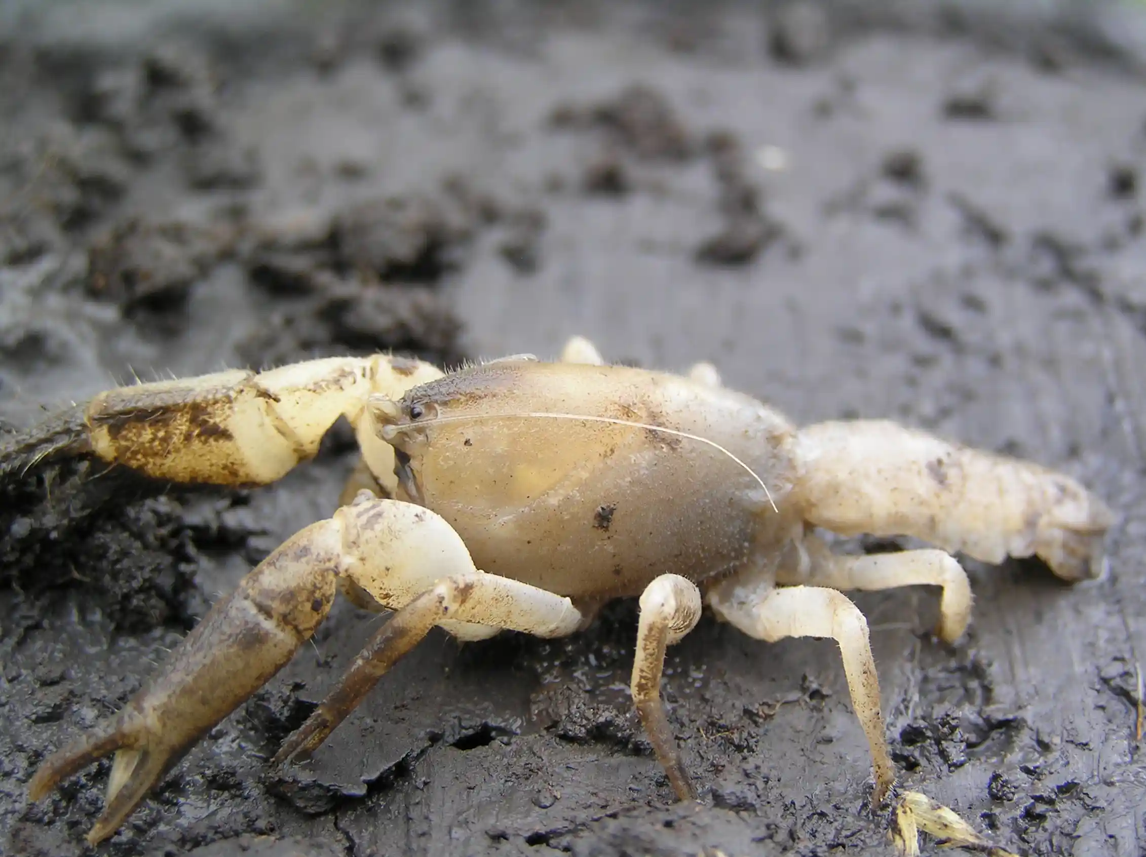 Australian endangered species: Victorian burrowing crayfish