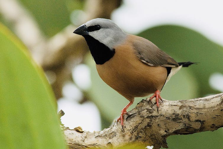 Environment Minister Sussan Ley is in a tearing hurry to embrace nature law reform – and that's a worry