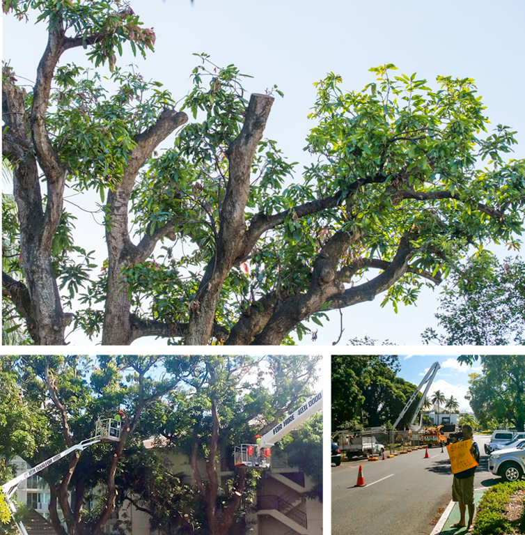 Our laws failed these endangered flying-foxes at every turn. On Saturday, Cairns council will put another nail in the coffin