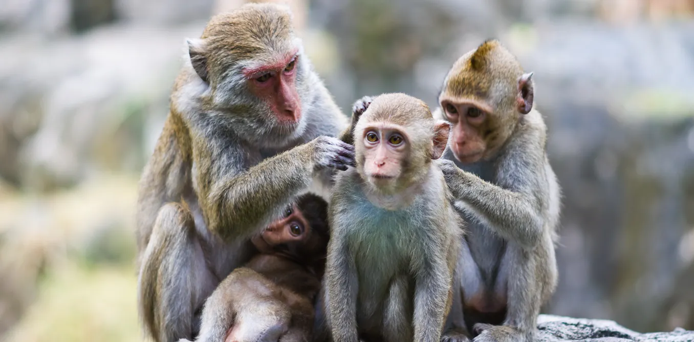 Peaceable Primates What primates can teach us about managing arguments during lockdown