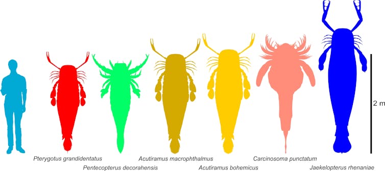 Giant sea scorpions were the underwater titans of prehistoric Australia