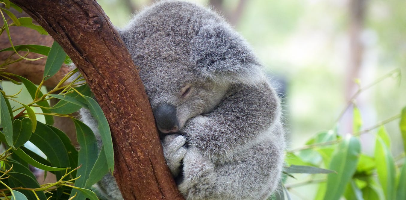 Stopping Koala Extinction Is Agonisingly Simple But Here S Why I M Not Optimistic