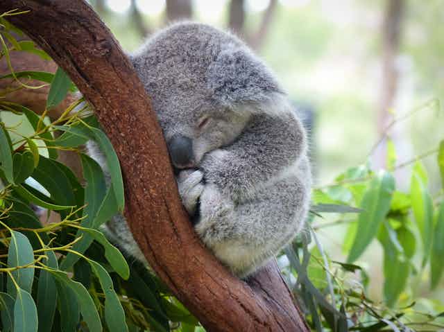 Stopping koala extinction is agonisingly simple. But here's why I