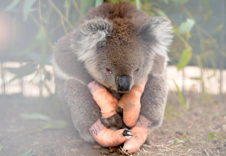 Stopping koala extinction is agonisingly simple. But here's why I'm not optimistic