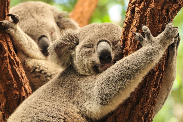 Stopping koala extinction is agonisingly simple. But here's why I'm not optimistic