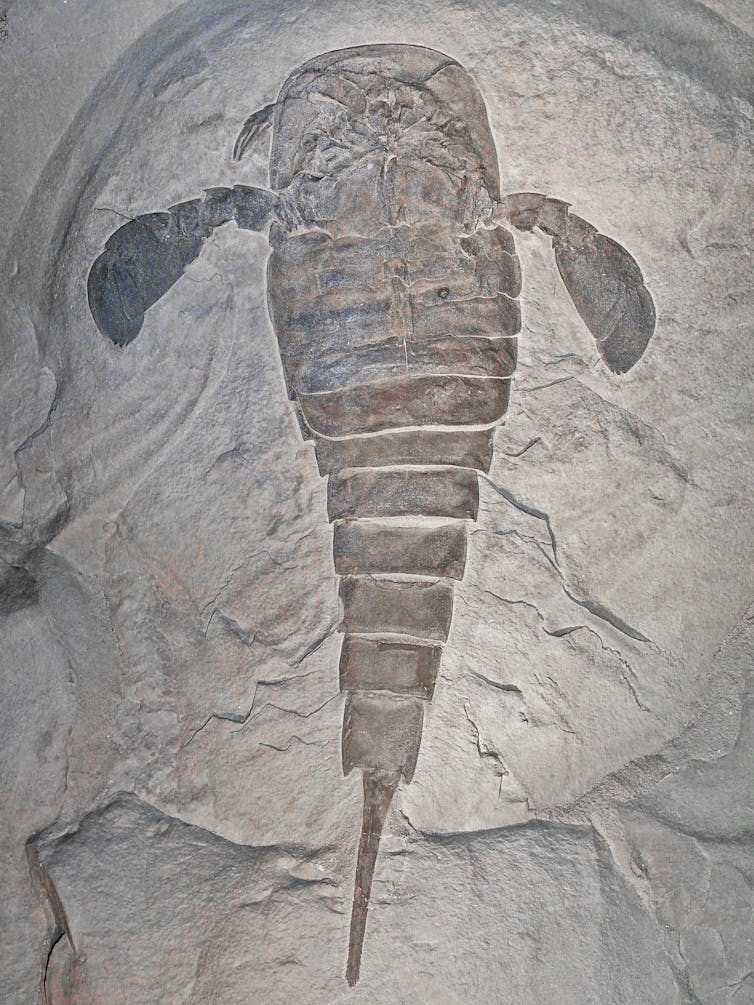 Giant sea scorpions were the underwater titans of prehistoric Australia