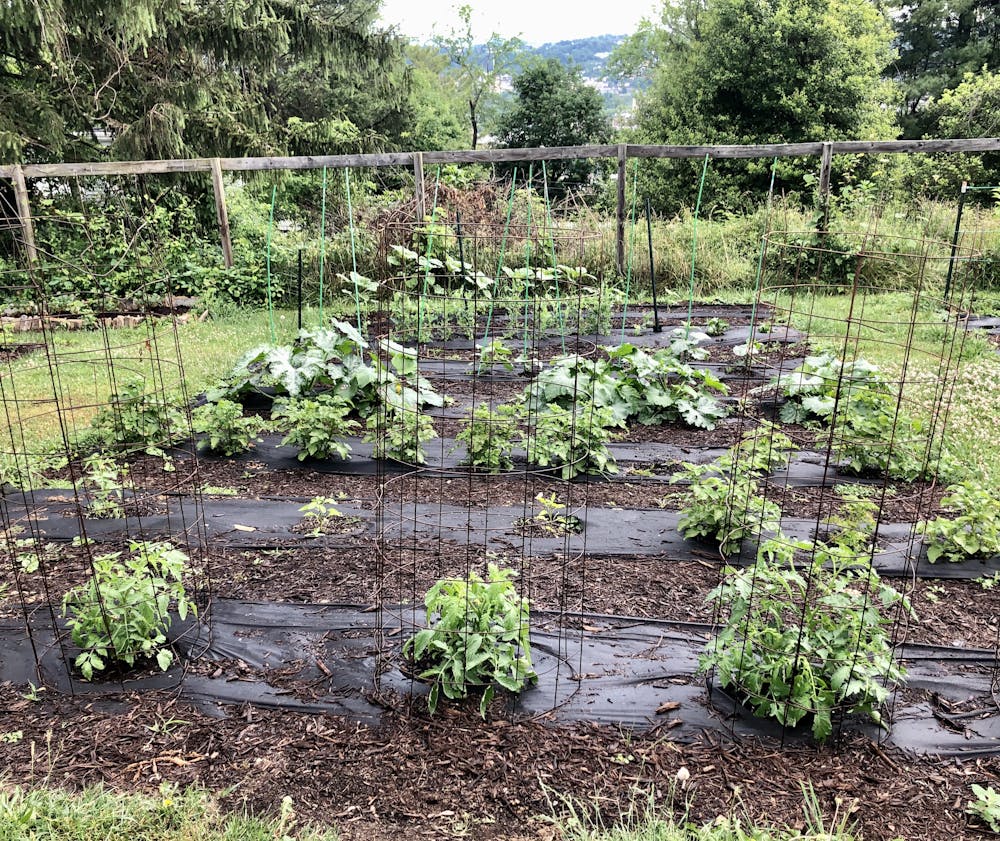 How To Manage Plant Pests And Diseases In Your Victory Garden How To Manage Plant Pests And Diseases In Your Victory Garden