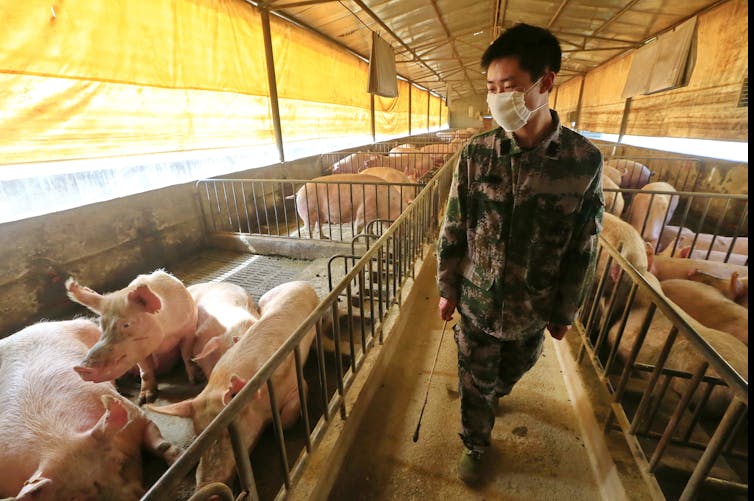 what to make of new H1N1 swine flu with 'pandemic potential' found in China