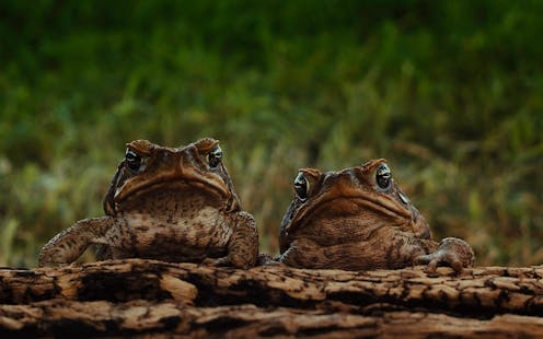 what do cane toads do to the environment