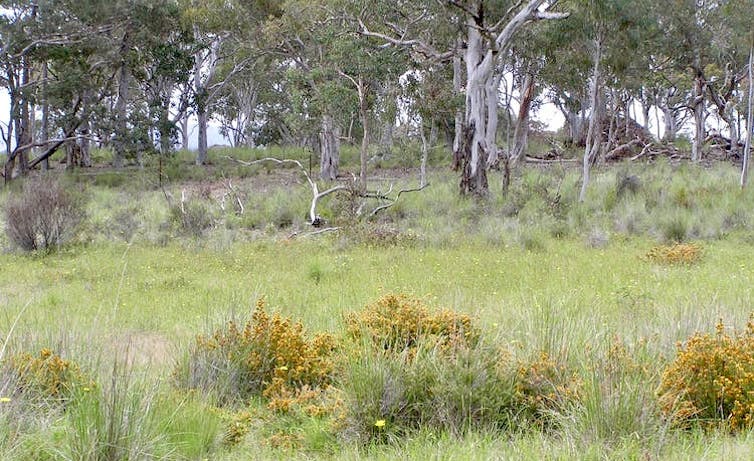 Intensive farming is eating up the Australian continent – but there's another way