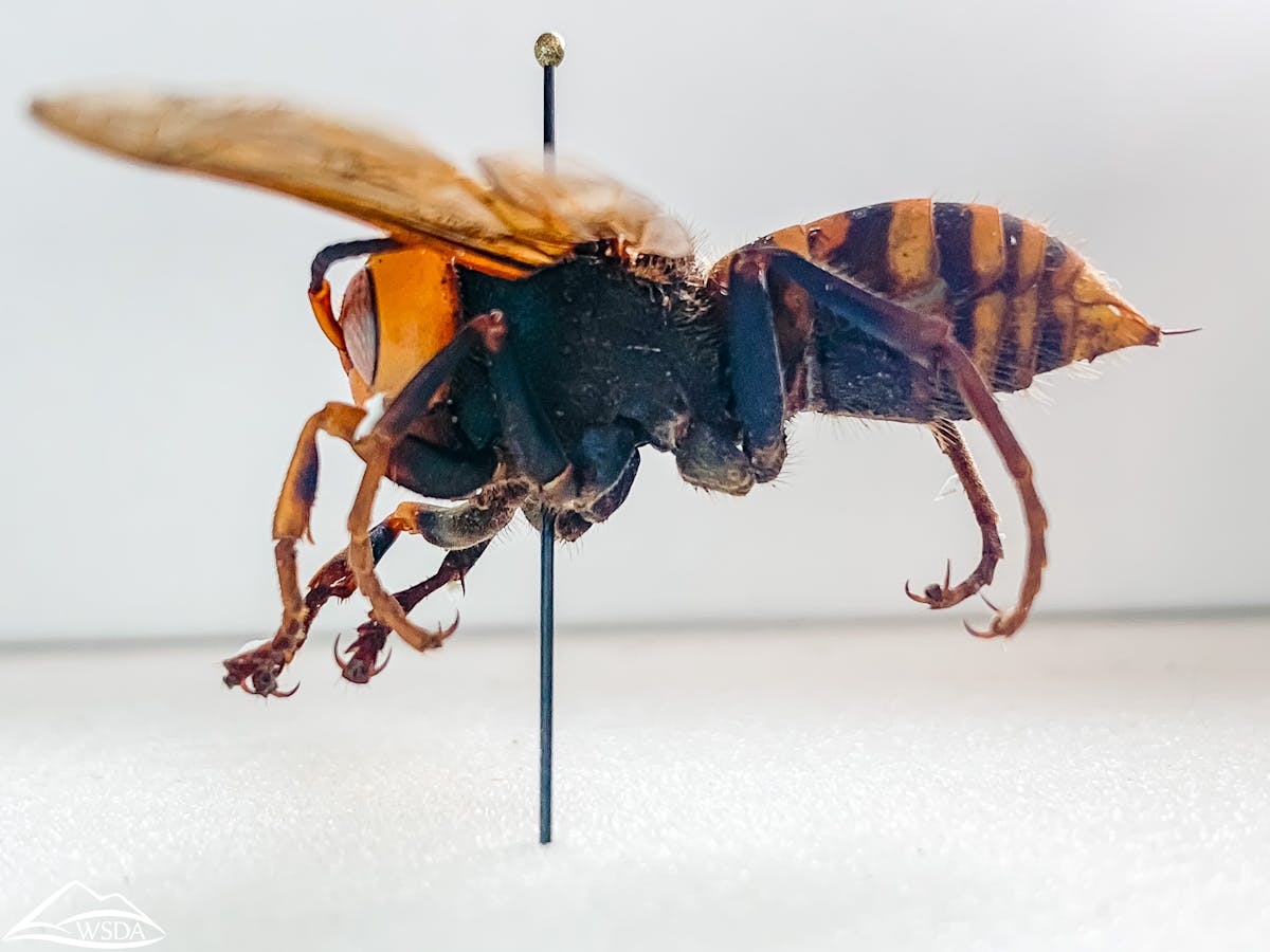 giant asian hornet queen