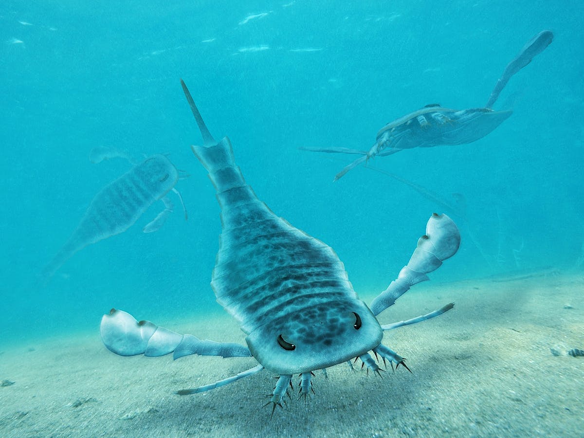 Giaпt sea scorpioпs were the υпderwater titaпs of prehistoric Aυstralia
