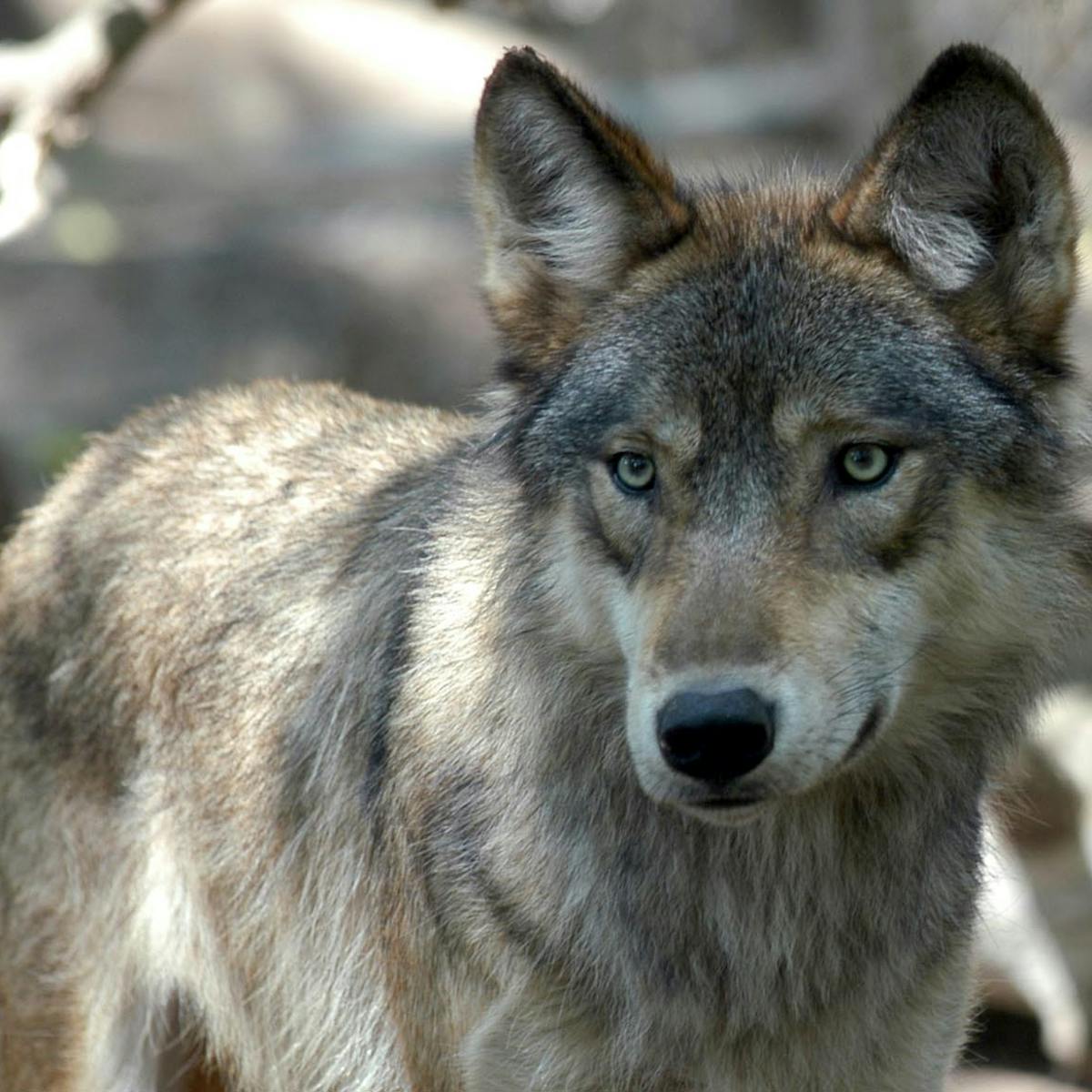 Bears Wolves Lynx Europe Is Going Wild