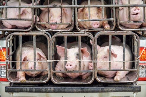 Los investigadores han encontrado una nueva cepa de virus gripal con “potencial pandémico” en China. Se trata de un virus que puede contagiarse de cerdos a humanos, y que ha generado un buen puñado de titulares alarmantes.