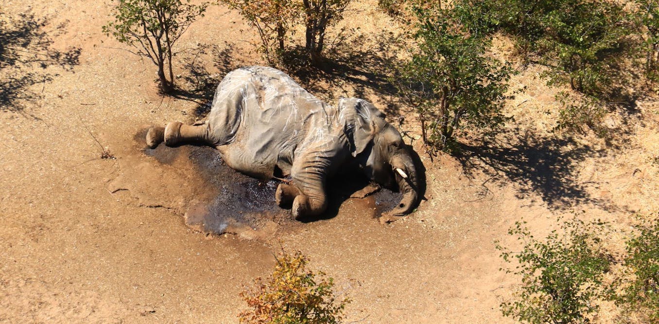 Hundreds of elephants are mysteriously dying in Botswana – a