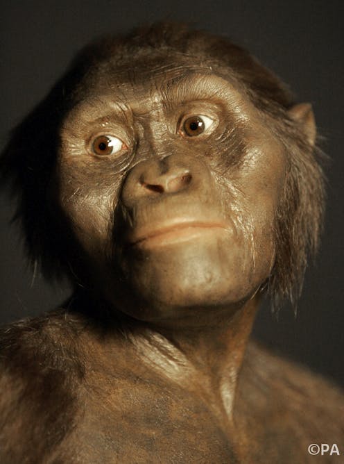 Человекообразные предки человека. Австралопитек смотрит в камеру. Early Humans looked like.