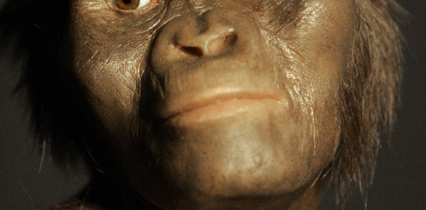 Человекообразные предки человека. Австралопитек смотрит в камеру. Early Humans looked like.