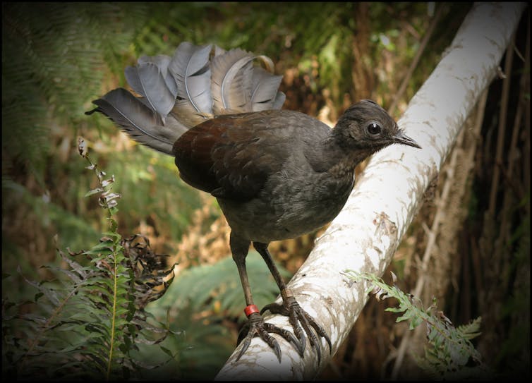 New research shows lyrebirds move more litter and soil than any other digging animal