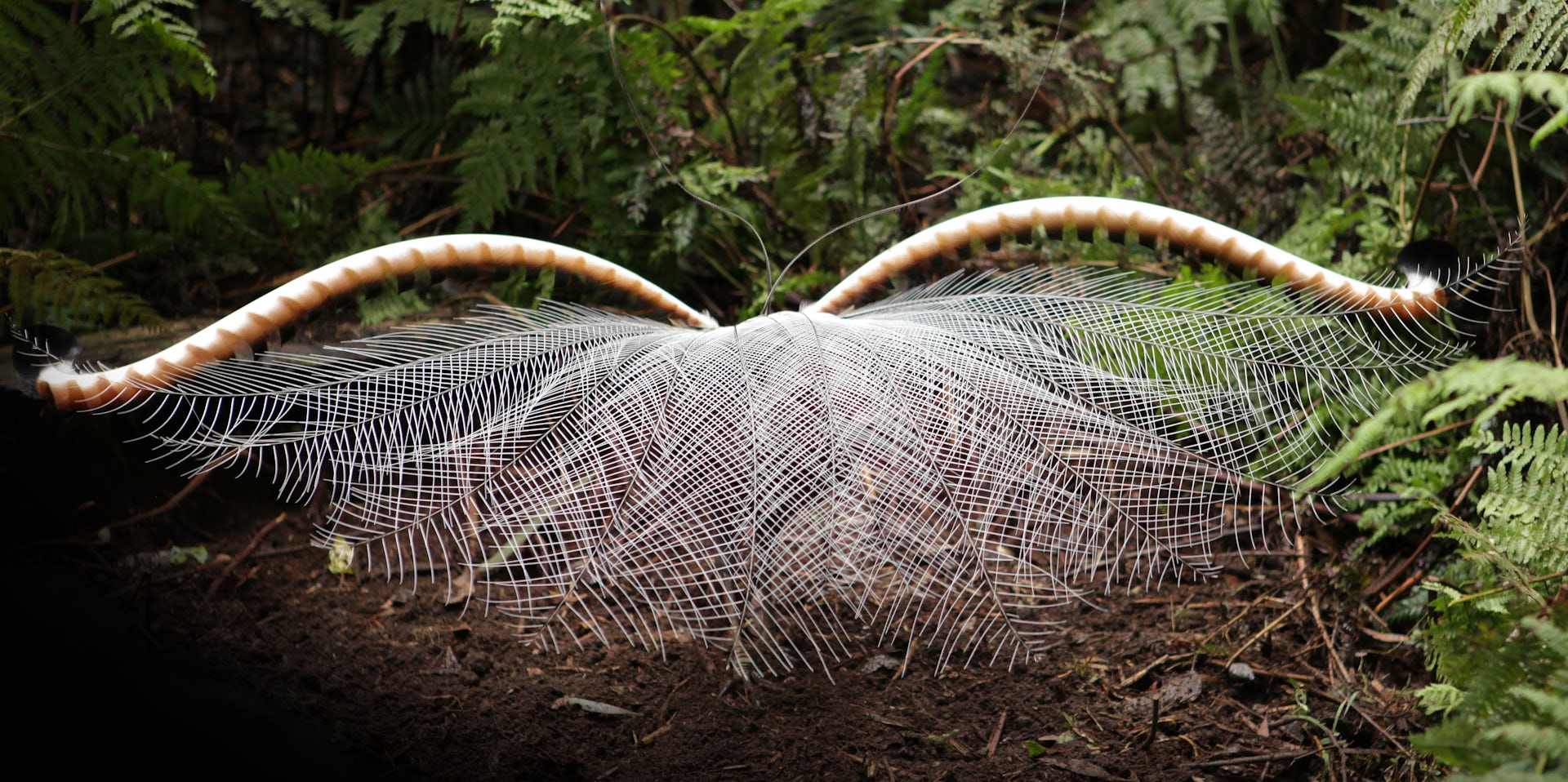 New Research Shows Lyrebirds Move More Litter And Soil Than Any Other ...