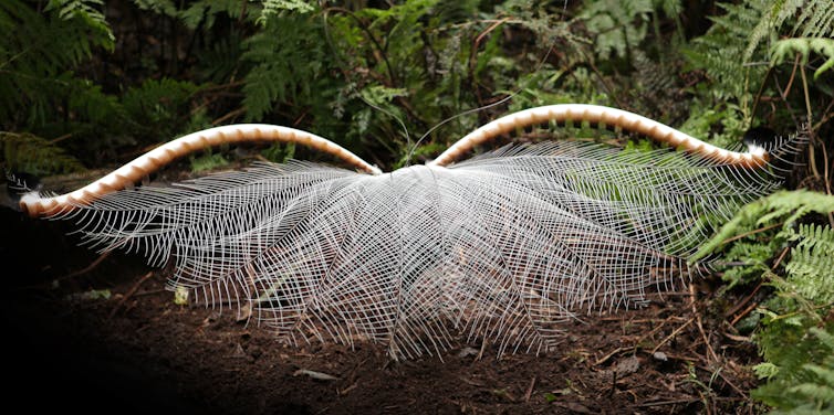 New research shows lyrebirds move more litter and soil than any other digging animal