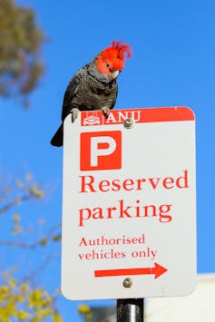 Birdwatching increased tenfold last lockdown. Don't stop, it's a huge help for bushfire recovery