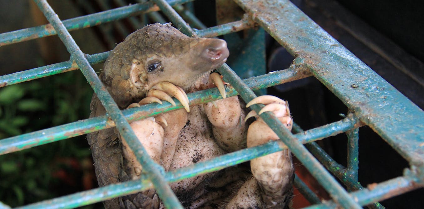 How can we stop people wanting to buy illegal wildlife products?
