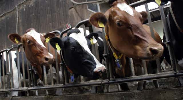 Looking Forward To A Future Without Factory Farming