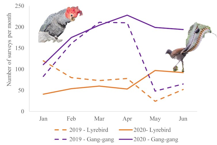 Birdwatching increased tenfold last lockdown. Don't stop, it's a huge help for bushfire recovery