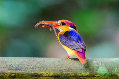 Perubahan Iklim Menyebabkan Hilangnya Biodiversitas Secara Mendadak Pada Abad Ini Perubahan Iklim Menyebabkan Hilangnya Biodiversitas Secara Mendadak Pada Abad Ini