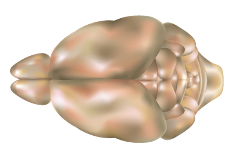 Synthetic odors created by activating brain cells help neuroscientists understand how smell works