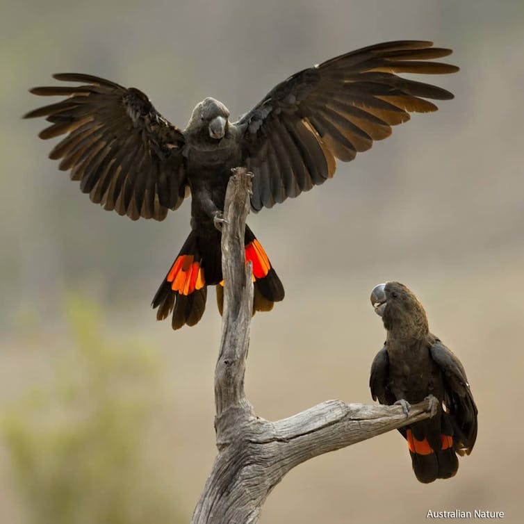 Birdwatching increased tenfold last lockdown. Don't stop, it's a huge help for bushfire recovery