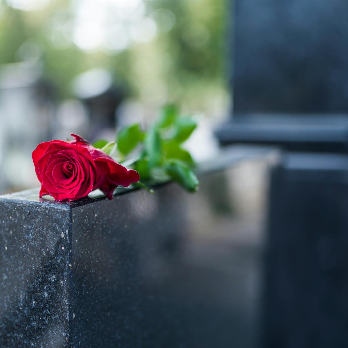 Lo que susurran las flores del cementerio