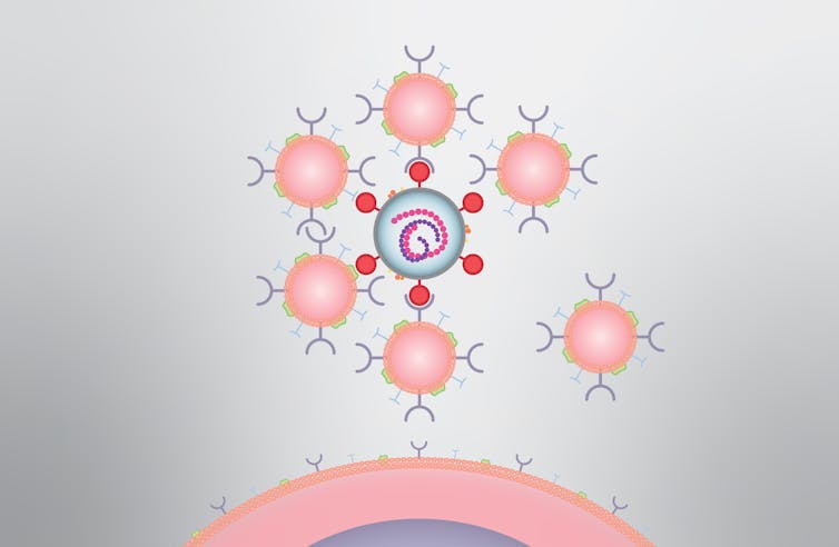 Cell-like decoys could mop up viruses in humans – including the one that causes COVID-19