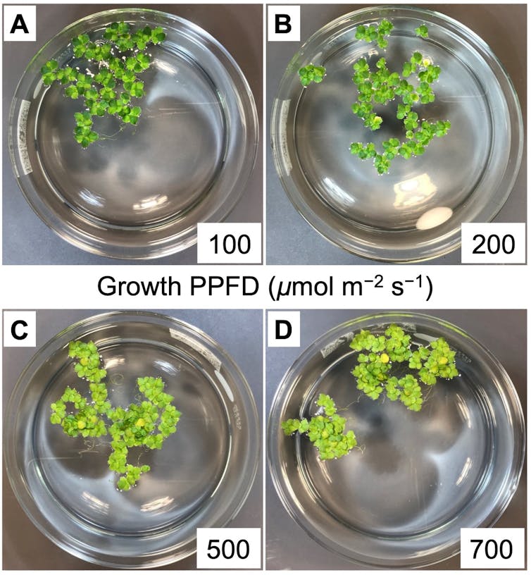 Duckweed is an incredible, radiation-fighting astronaut food – and by changing how it is grown, we made it better