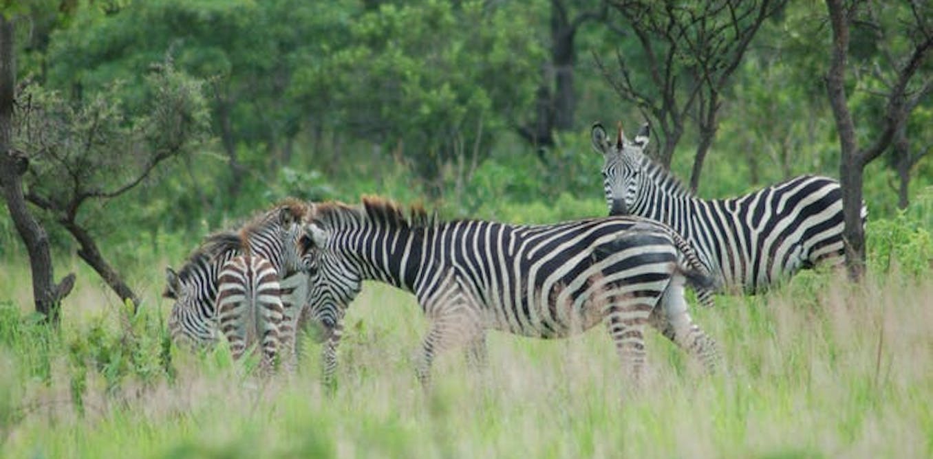 Ayollar mushuklari, anal va külotlari Yol fohishalar haqida film