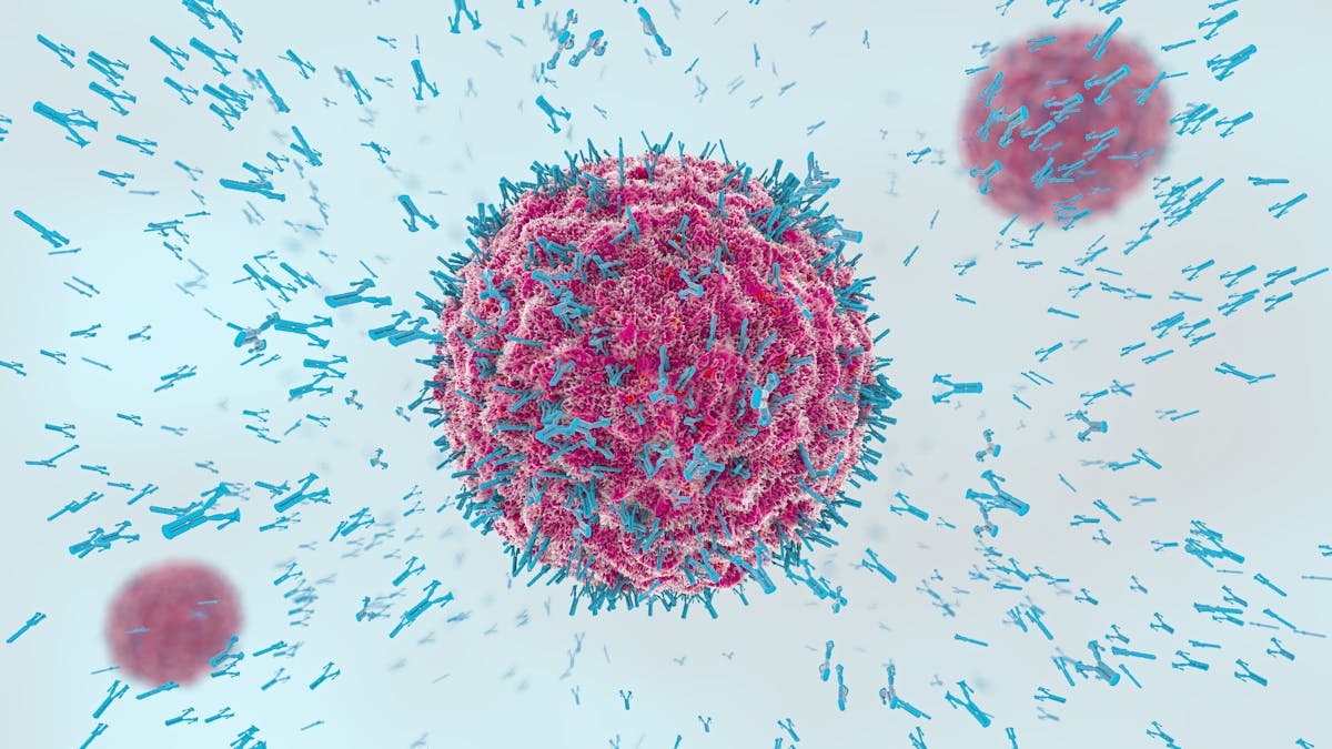 Resultado de imagen de lymphocytes