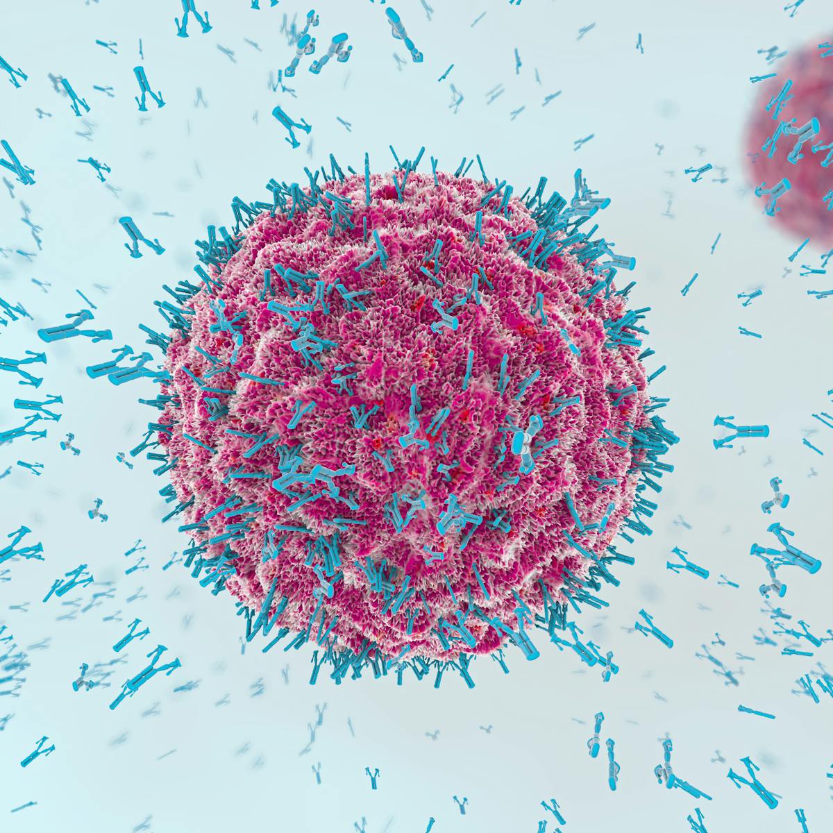 Coronavirus B Cells And T Cells Explained