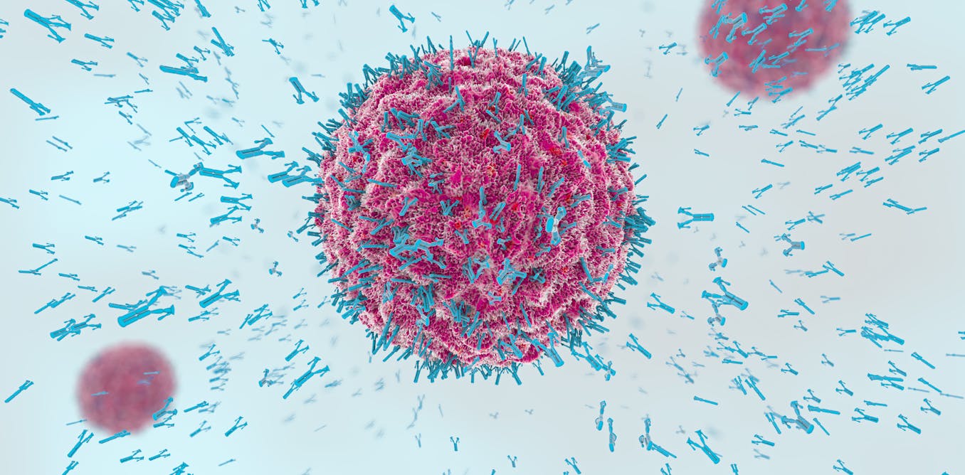 Coronavirus B Cells And T Cells Explained
