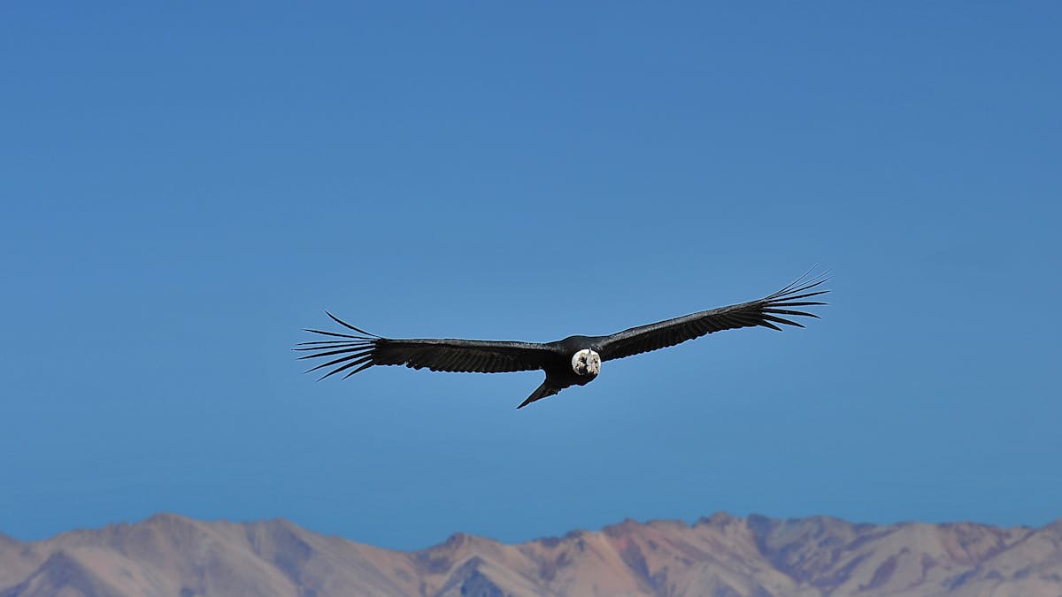 We Tagged Andean Condors To Find Out How Huge Birds Fly Without Flapping